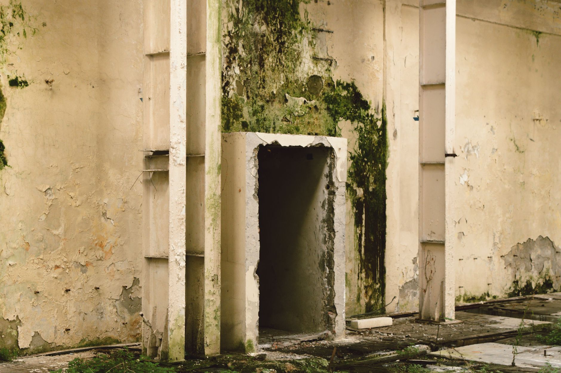Mold Removal Hero Section Lakeland